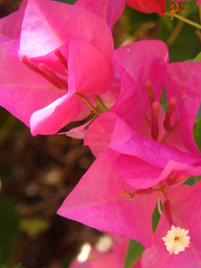 цветок бугенвиллеи