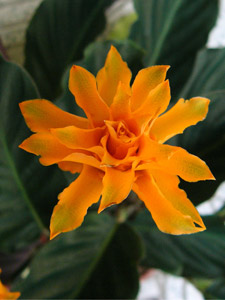 цветок калатеи шафранной