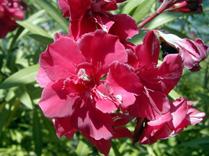 цветок олеандра