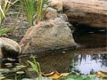 Обустройство водоема