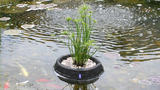 Использование корзин для посадки водных растений
