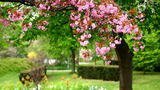 Деревья и кустарники: весеннее цветение и аромат