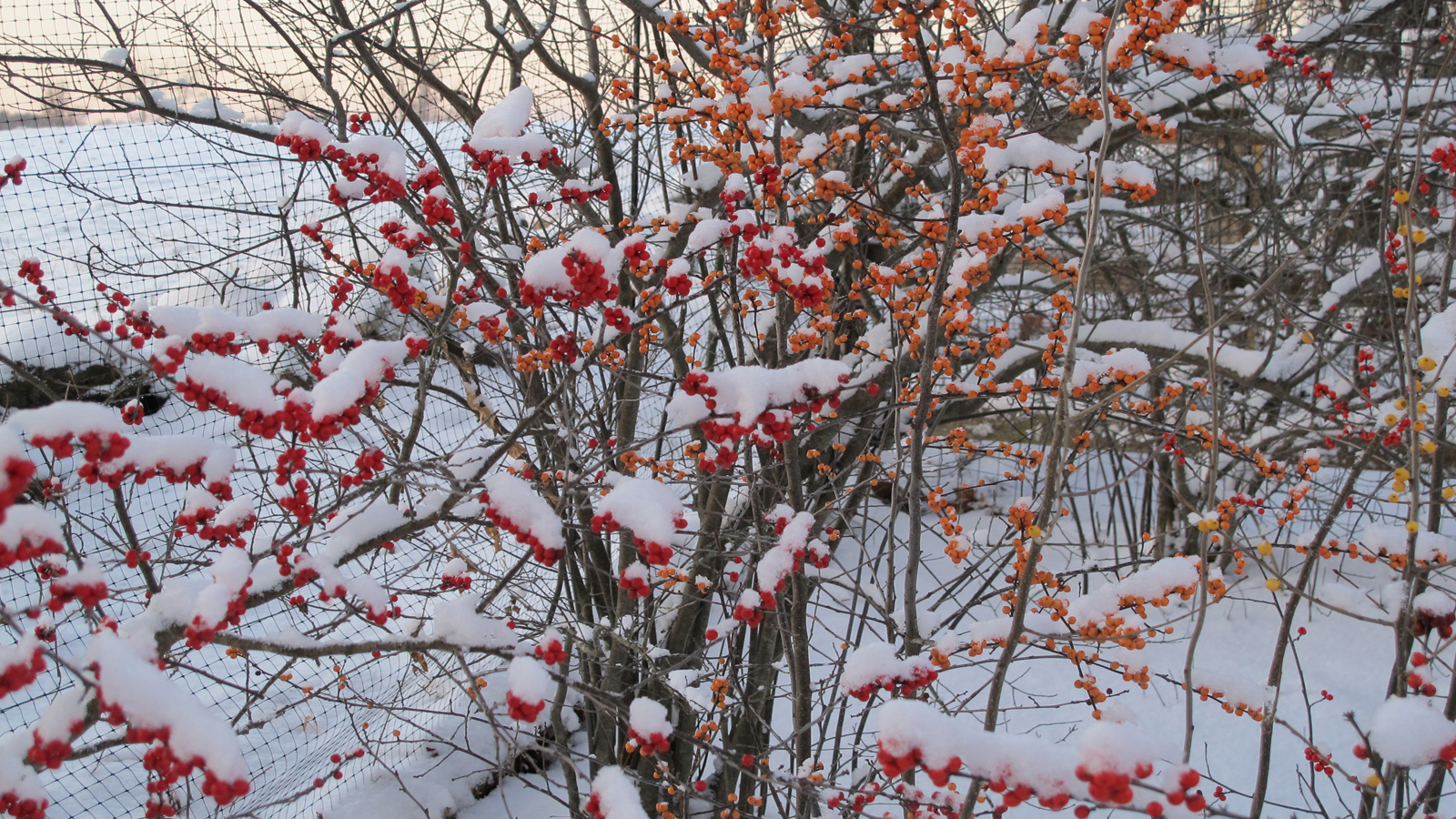 Деревья и кустарники — украшение сада зимой
