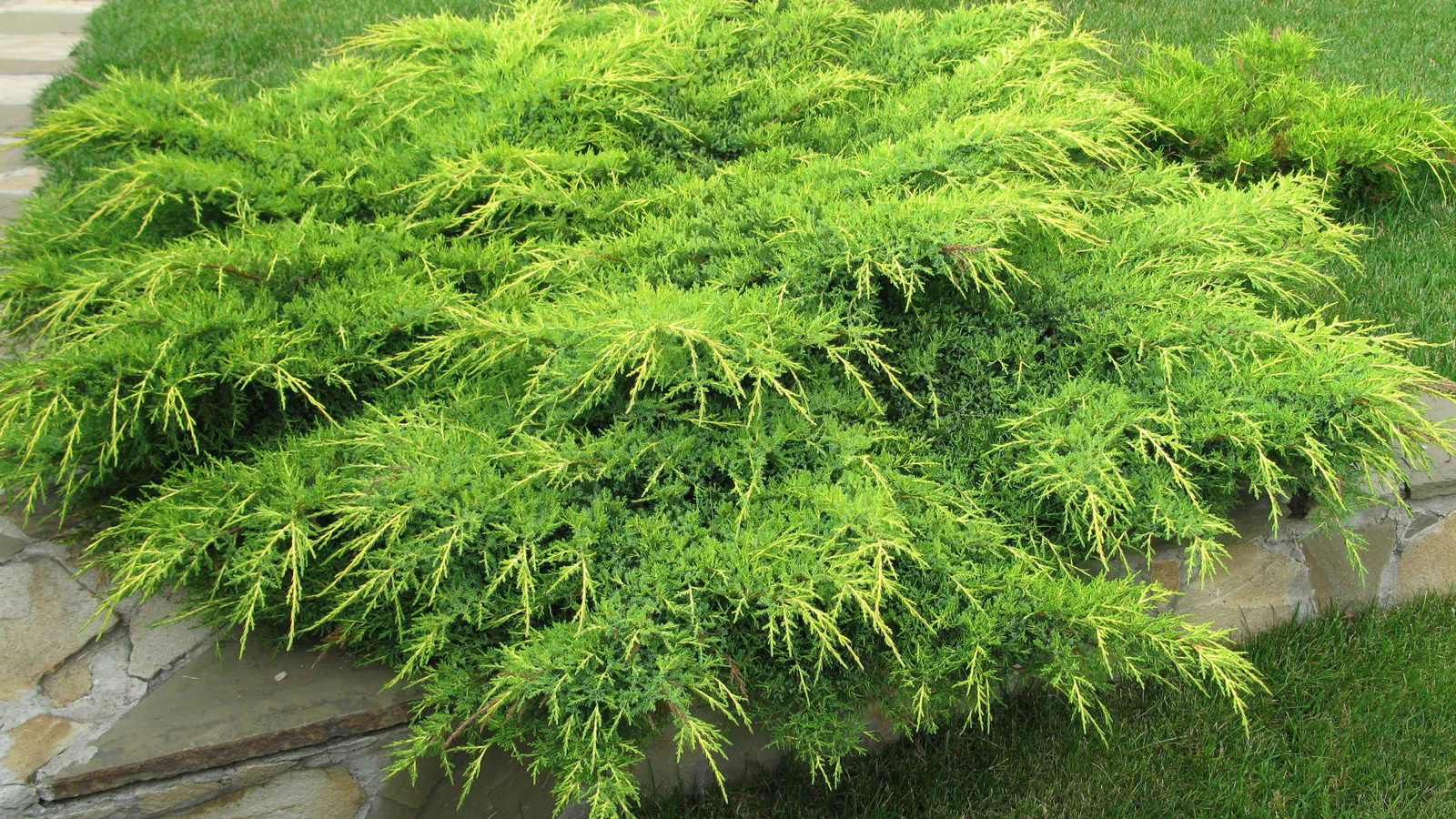 Можжевельник сибирский (Juniperus sibirica)