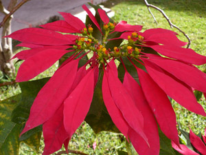 цветок пуансеттии