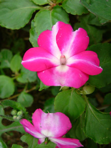 цветок бальзамина