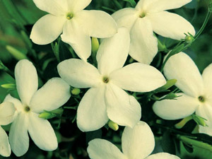 цветки жасмина многоцветкового