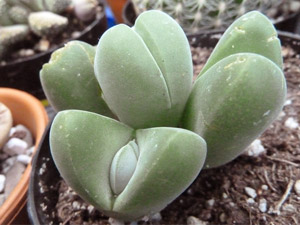 Живые камни (Gibbaeum heathii) одно из самых медленнорастущих растений