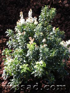 Пиерис (Pieris japonica) Пиерис (Pieris japonica)
