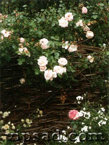 Бледно-розовые цветы розы «New Dawn»